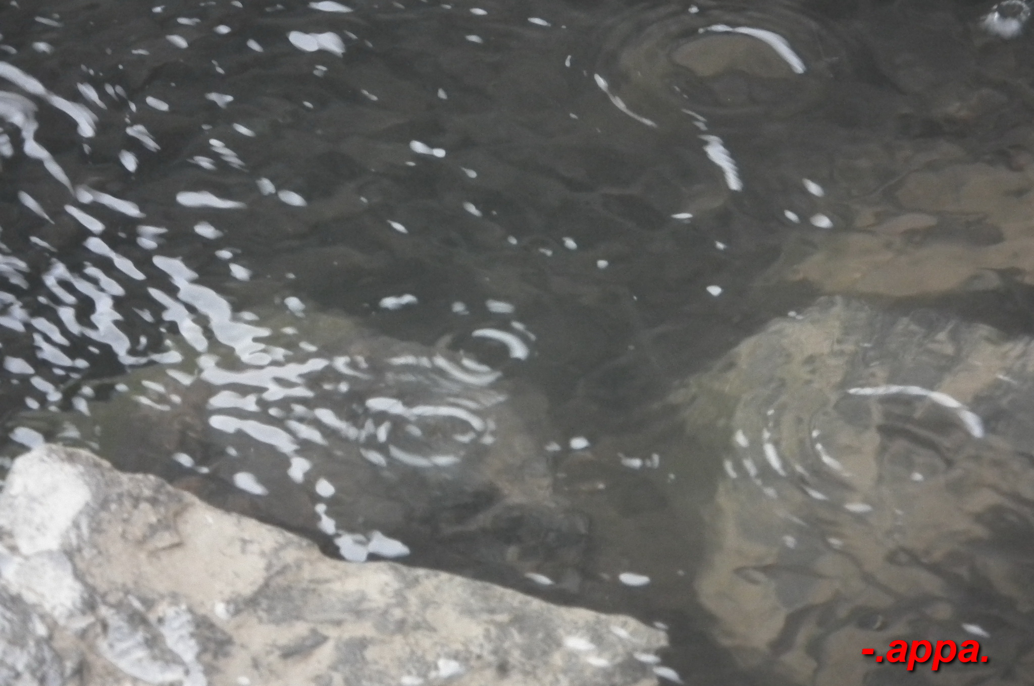 dscf7297.JPG
