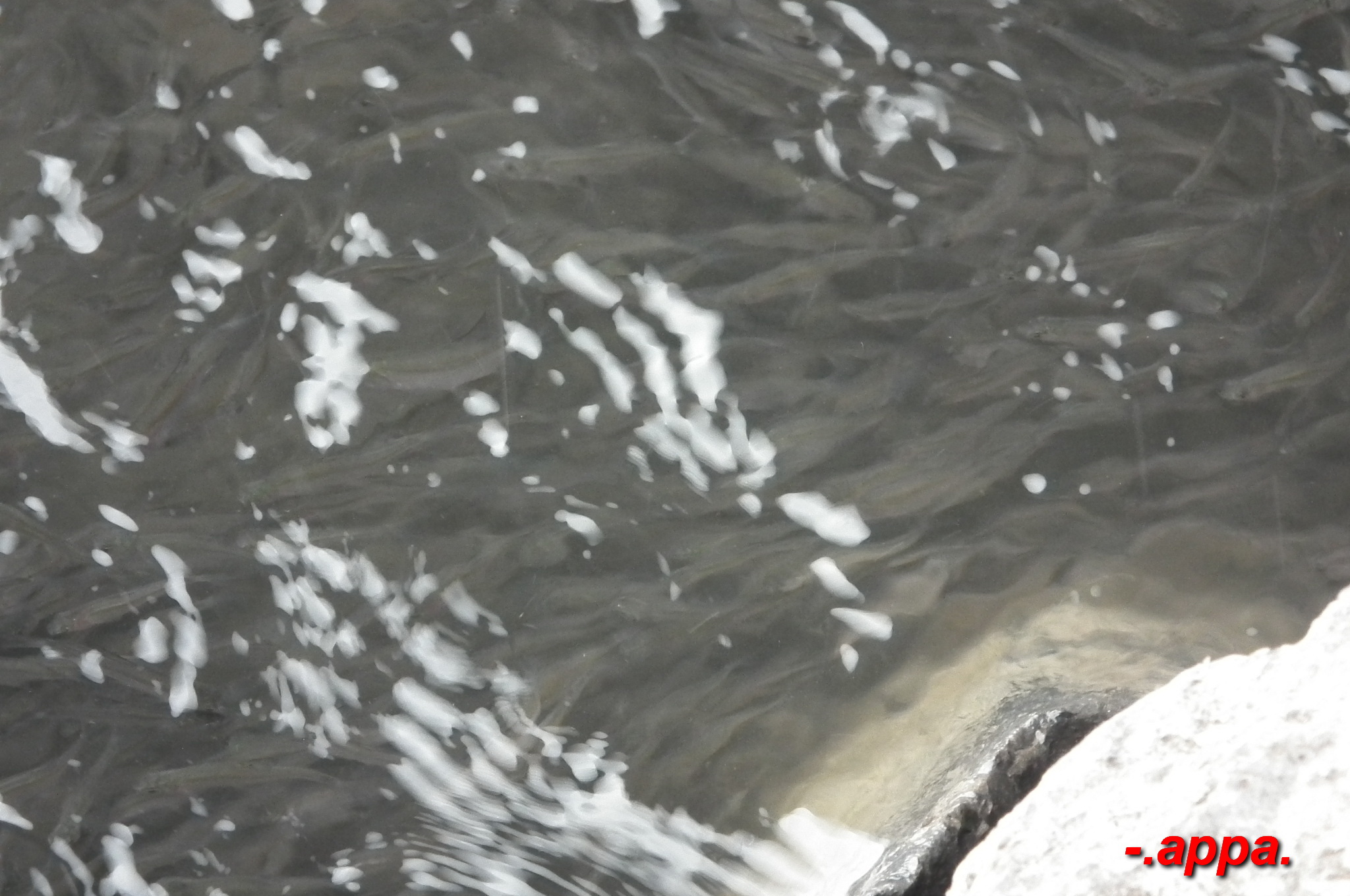 dscf7300.JPG