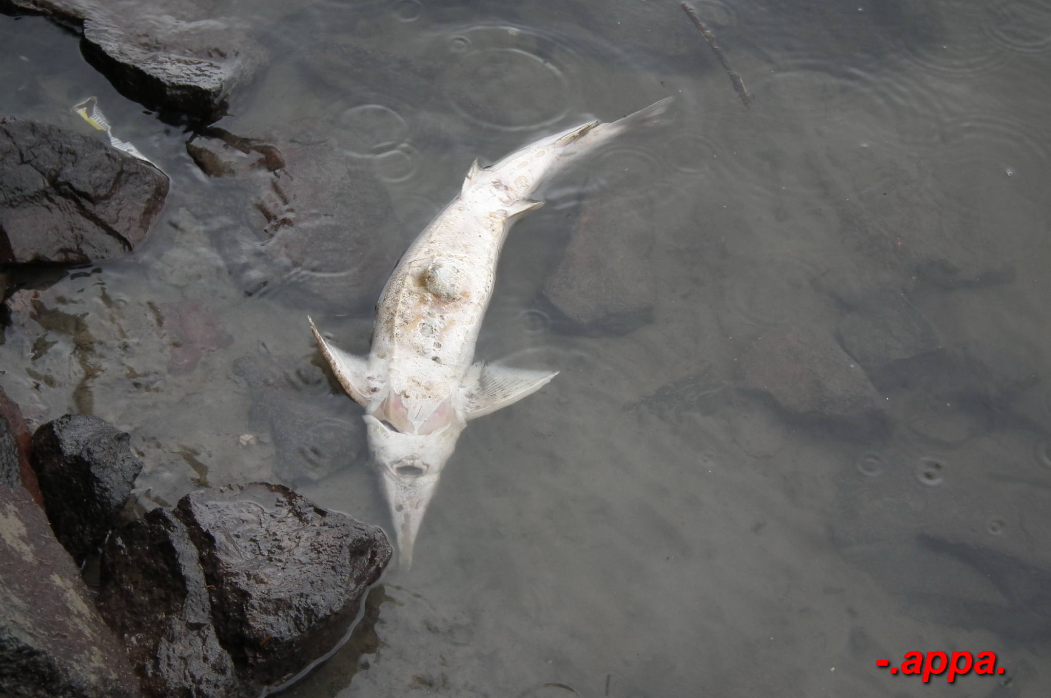 dscf7313.JPG