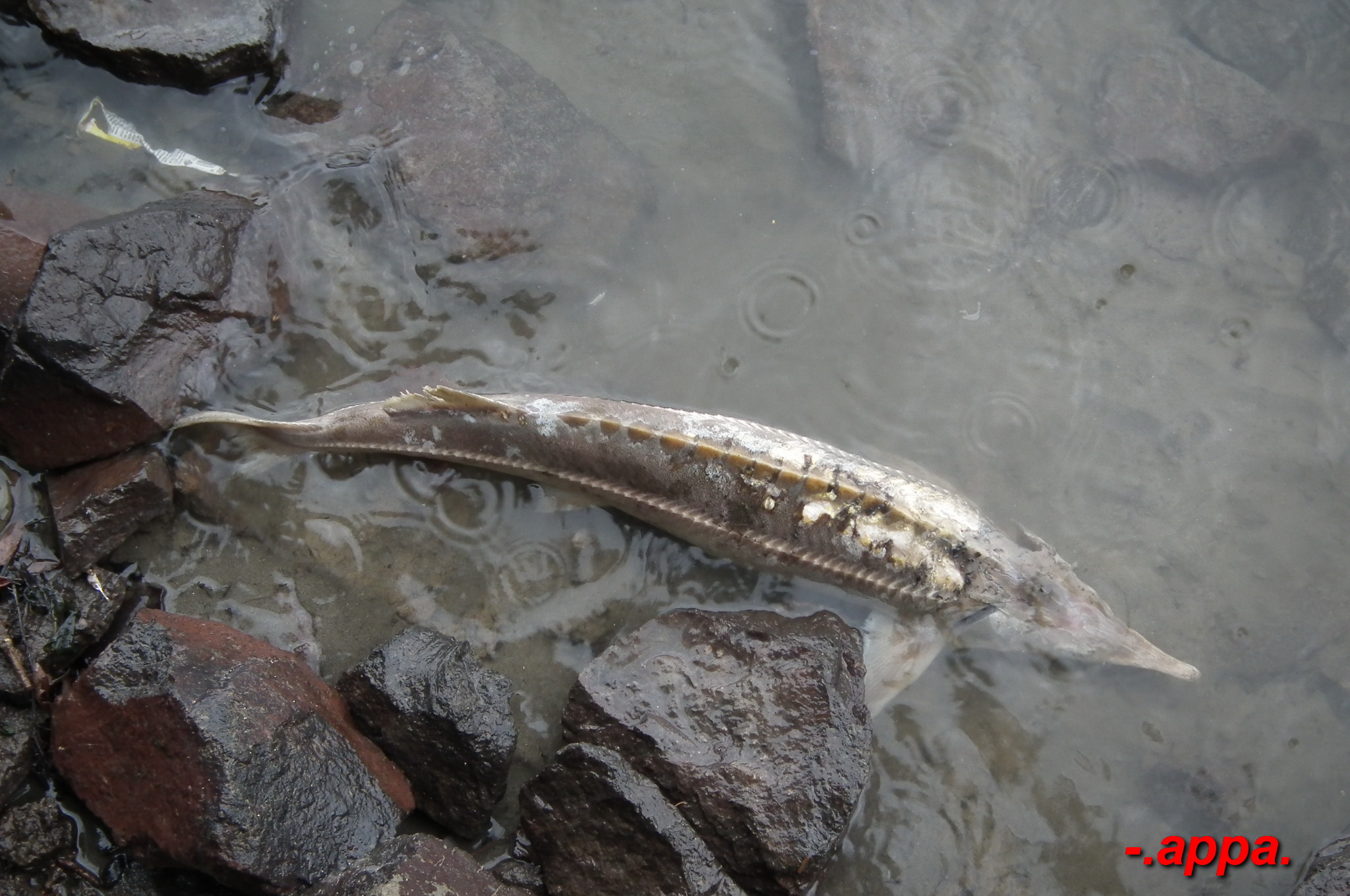 dscf7315.JPG