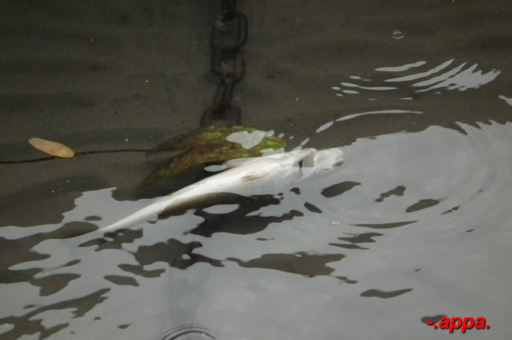 dscf7317.JPG