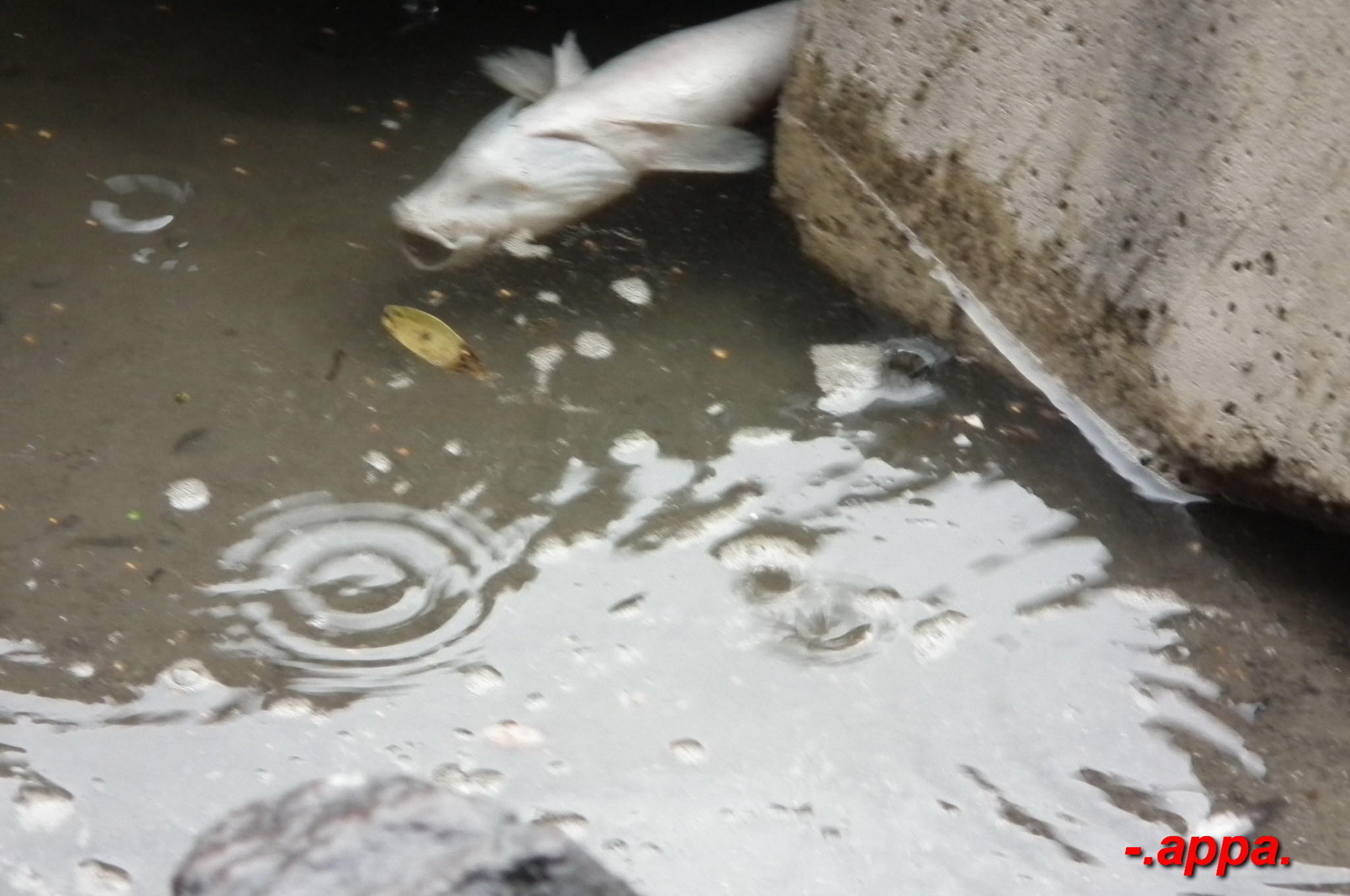 dscf7318.JPG