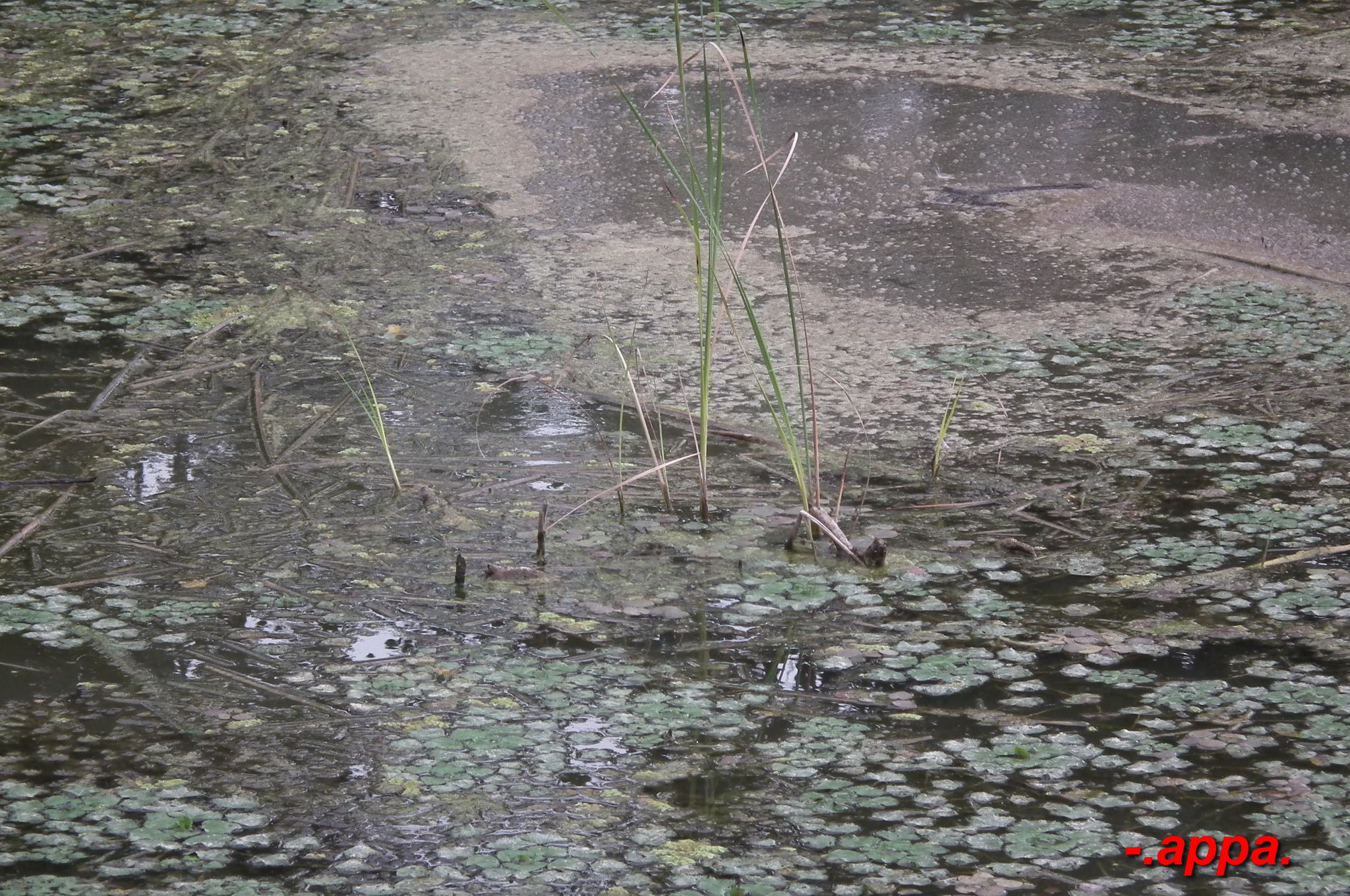dscf7591.JPG