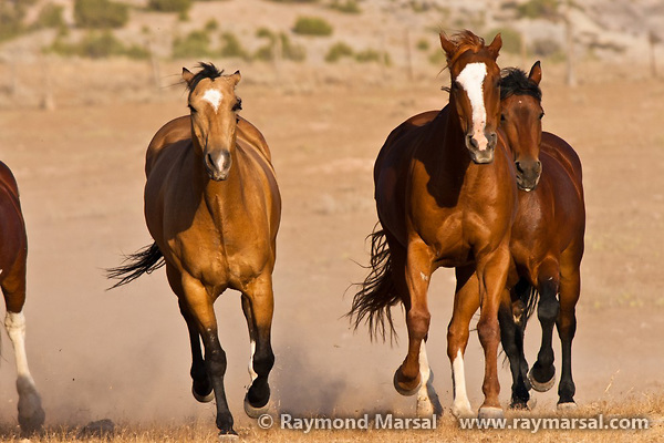 Galloping-horses.jpg