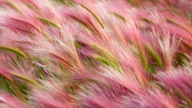 foxtail-barley copy.jpg