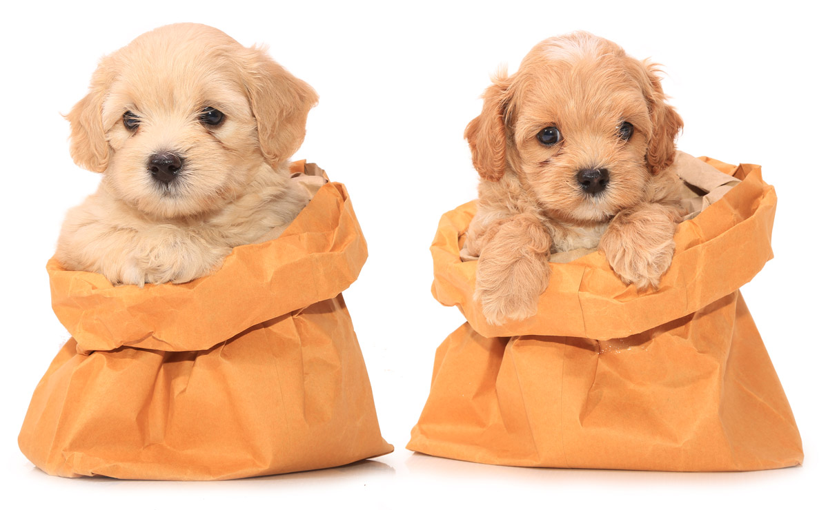 puppies_in_bags.jpg