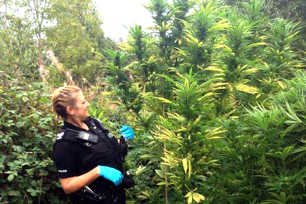 tall-cannabis-plants-with-cop.jpg