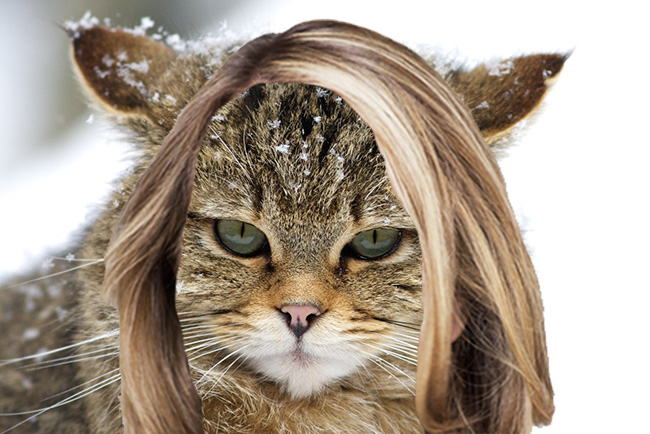 wild_cat_by_tygrik-d4qekh5 copy.jpg