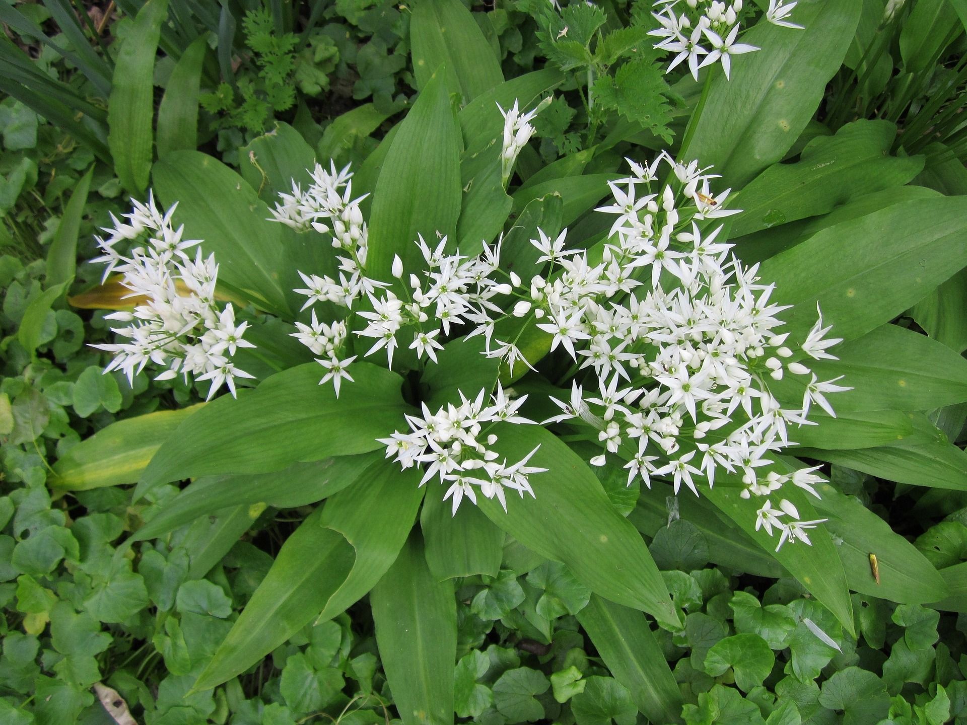 allium-ursinum-846496_1920.jpg