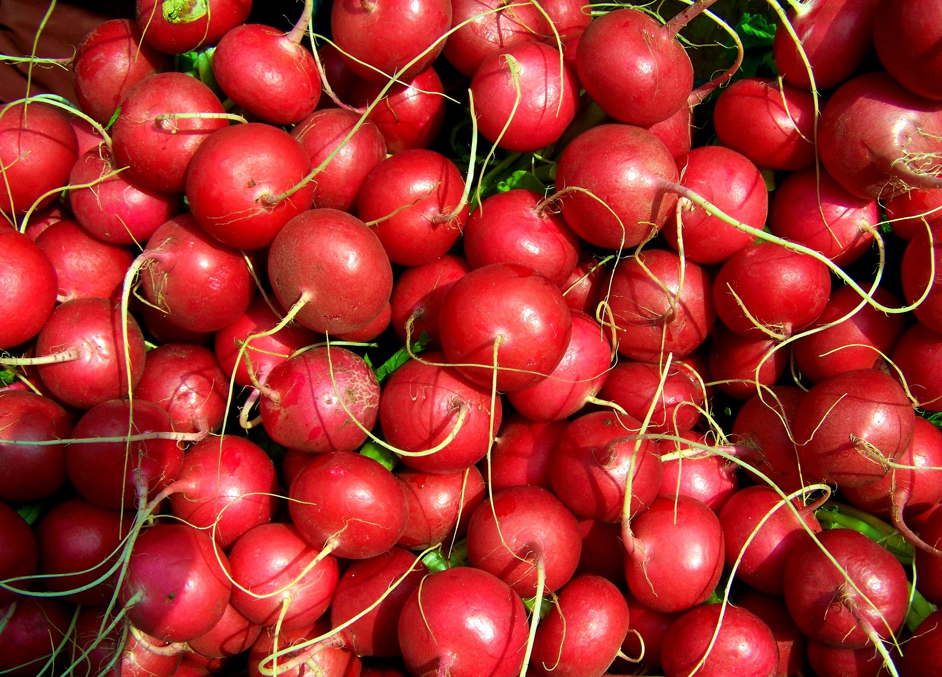 radish-699968_1920.jpg