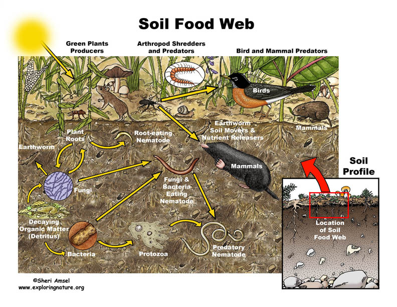 soil_foodweb72.jpg