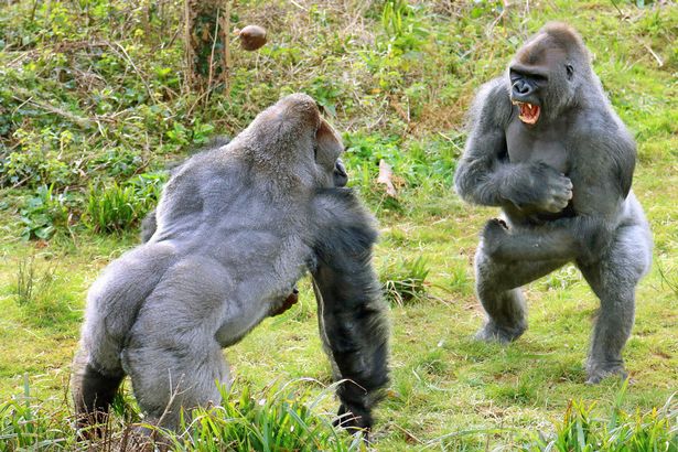 06_gorillas.jpg