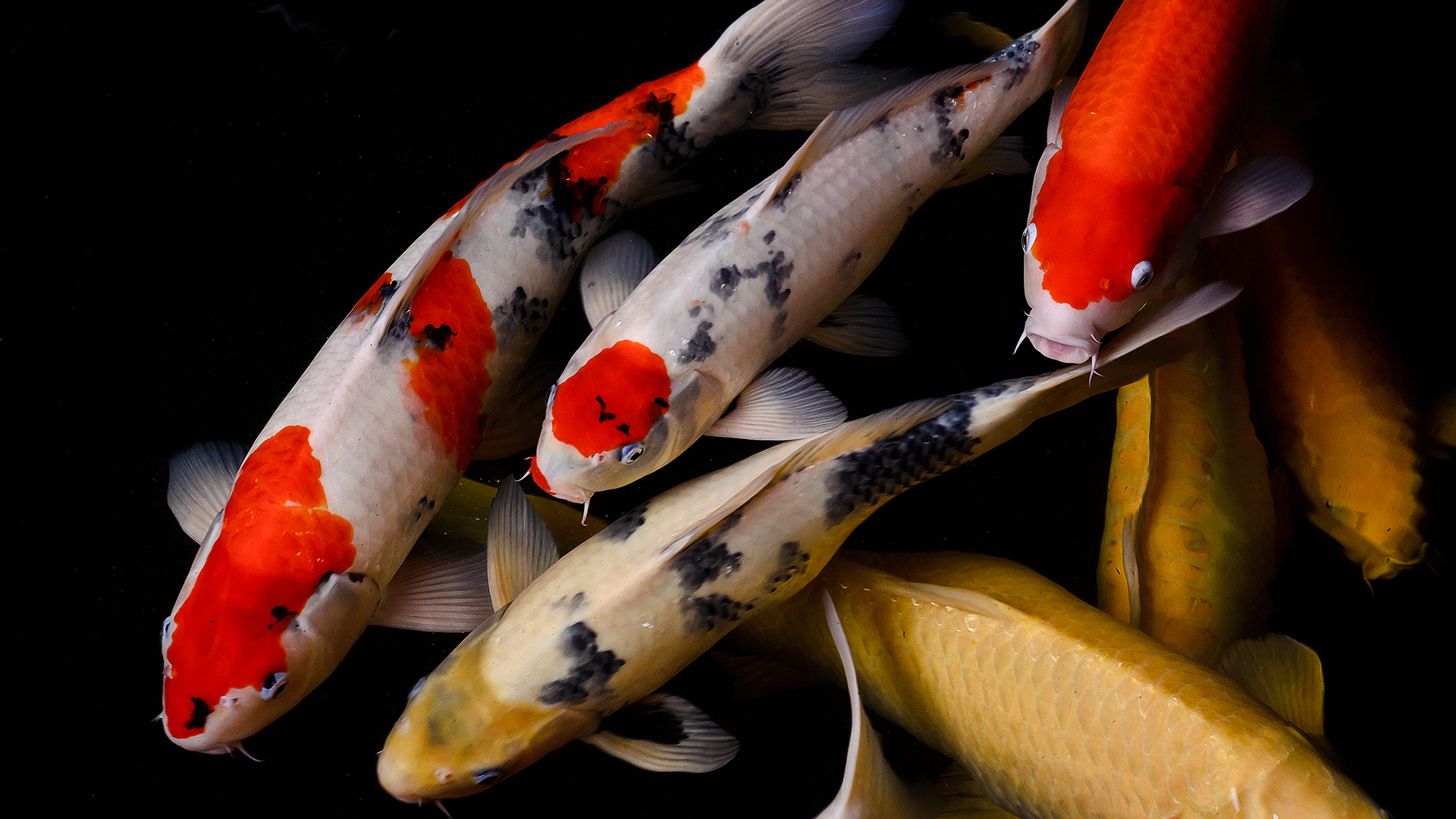 koi.jpg