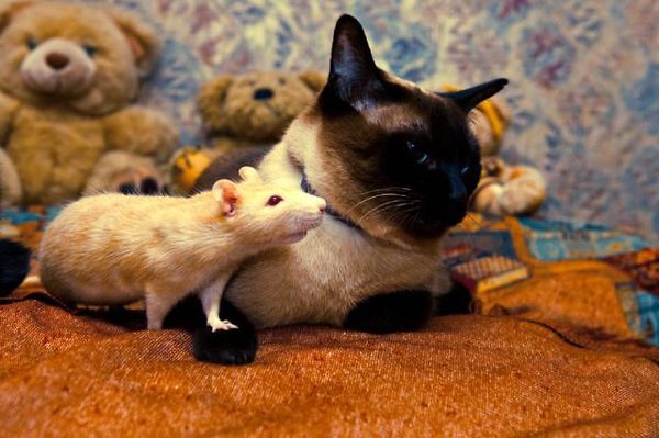 a_baa-cat-and-mouse-friends.jpg