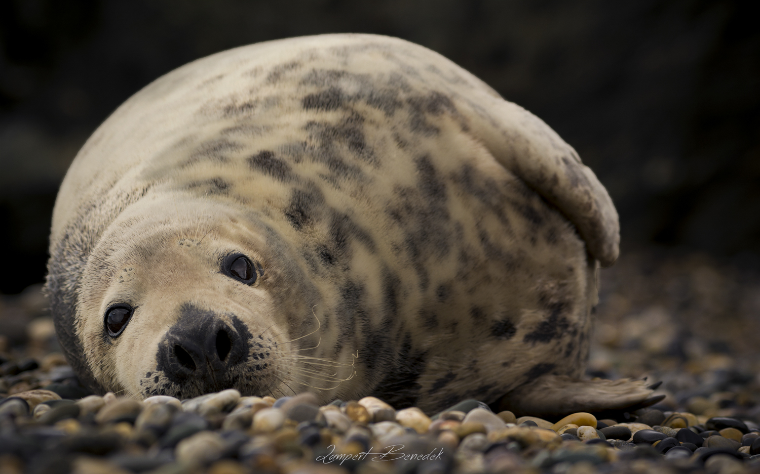 benedek_lampert_seal.jpg