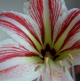 Amaryllis.jpg