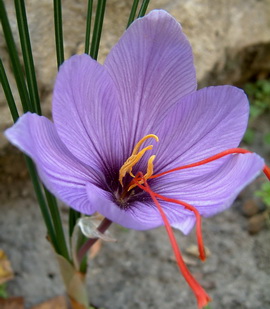 Colchicum.jpg