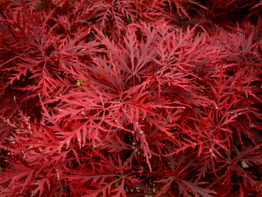 acer palmatum.jpg