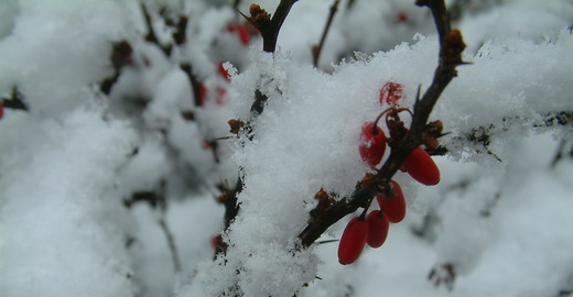 berberis.JPG