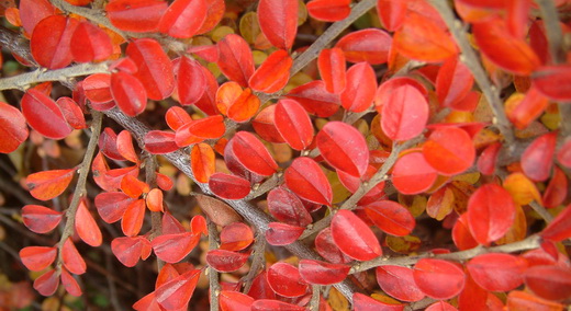 cotoneaster.JPG