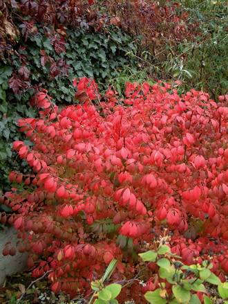 euonymus alatus2.jpg