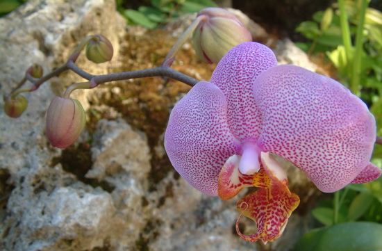 orchidea1.JPG