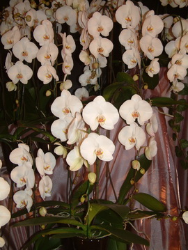 orchidea2.JPG