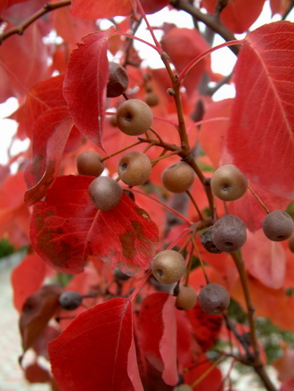 pyrus communis chanticlier.jpg