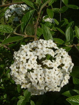 Viburnum  burkwoodii1.jpg