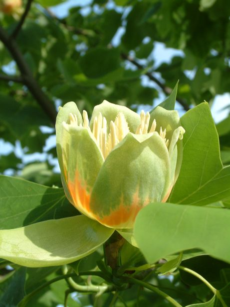 tulipanfa.JPG