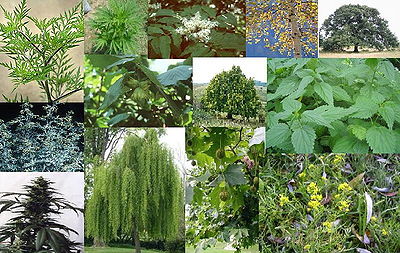 400px-Allergizáló_növények.jpg