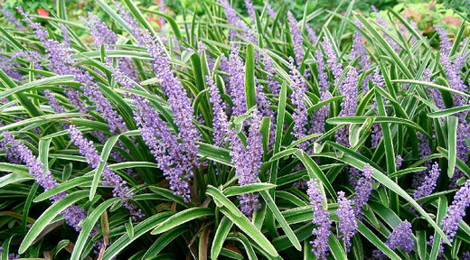 liriope_muscari.jpg