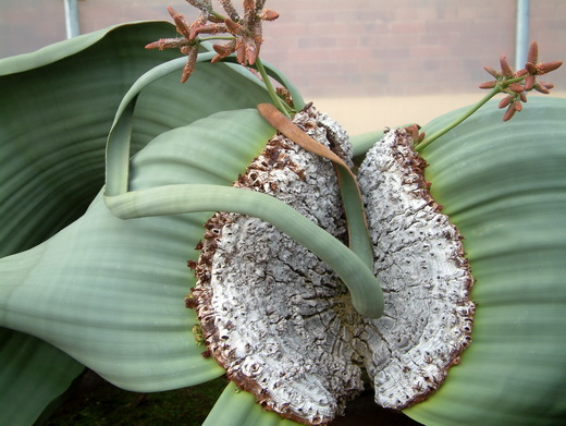 welwitschia1.JPG