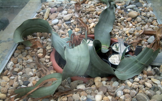 welwitschia3.jpg