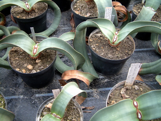welwitschia4.jpg