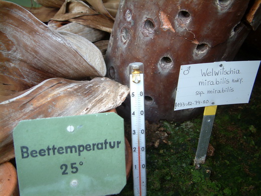 welwitschia5.jpg