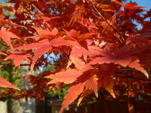 acer_ palmatum.jpg