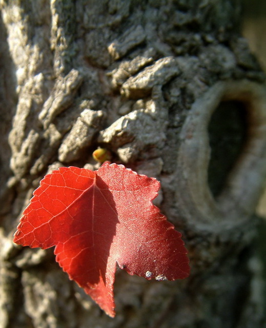 liquidambar1.jpg