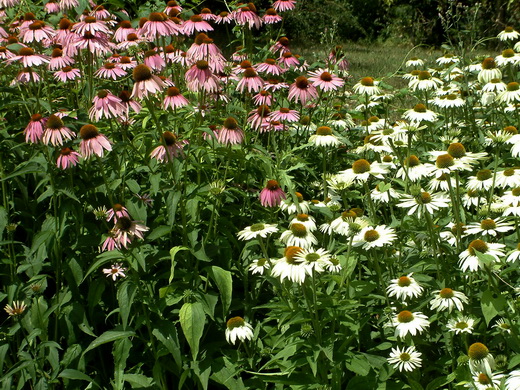 rudbeckia1.JPG