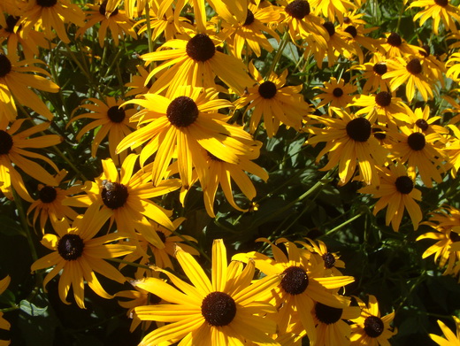 rudbeckia2.JPG