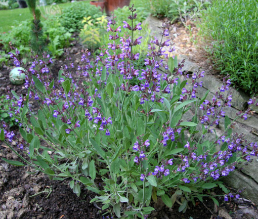 salvia-officinalis-5-24-06-crop-resize.jpg