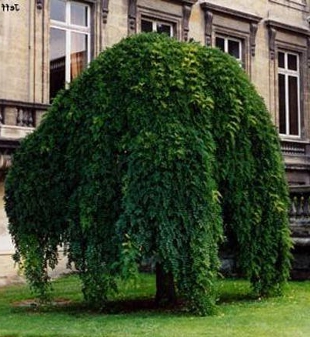 Sophora pendula