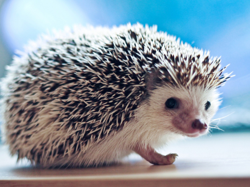 Cute-Hedgehog-800x600.jpg