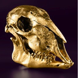Gold-Lamb-Skull.jpg