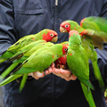 Papagájok Cornwall Hayle-ben
