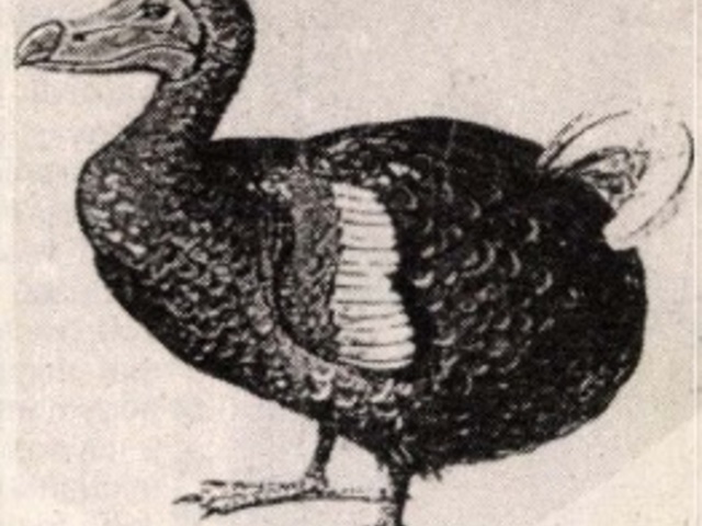 Móricka: az Édenkert