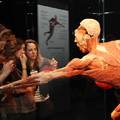 Az emberi testet bemutató eredeti kiállítás a Body Worlds Budapestre érkezik!