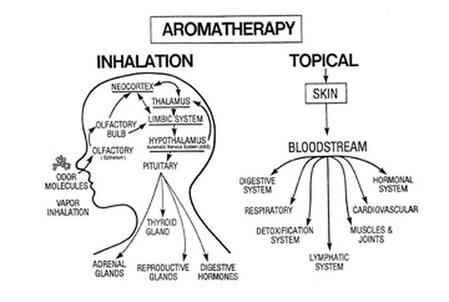 08-diffusing-essential-oils-inline-02.jpg