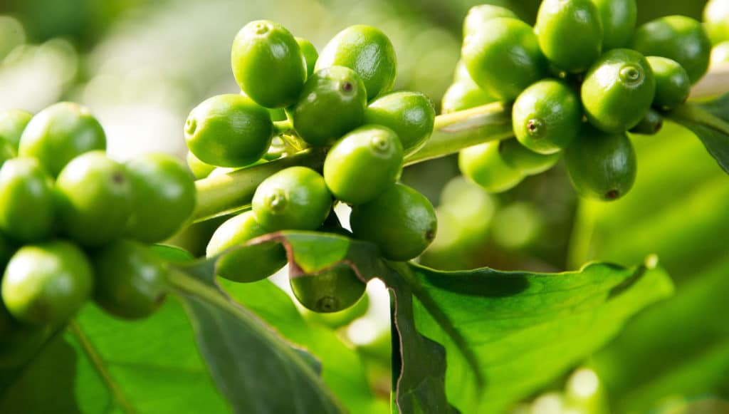 99999-new-headerimgs-litseacubeba6-2.jpg