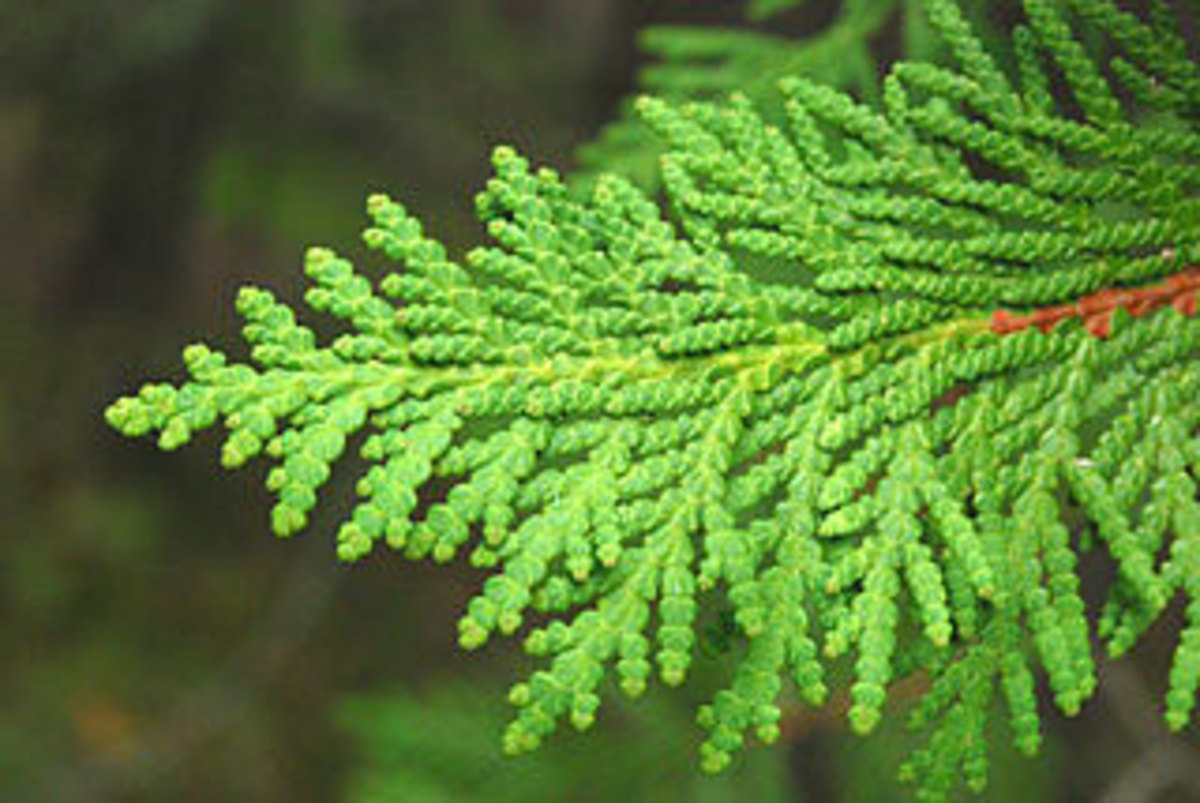 arborvitae.jpg